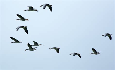 Fotos Gratis Ala Cielo Reba O Mosca Formaci N Vuelo Fauna Pato