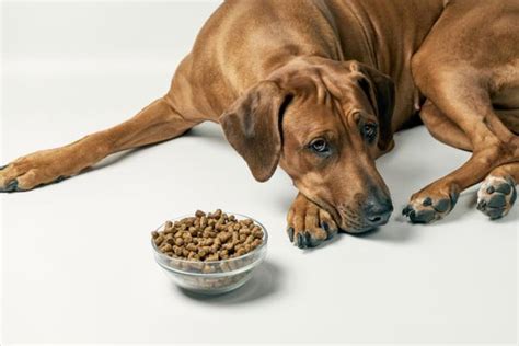 Porque Los Perros No Pueden Comer Carne