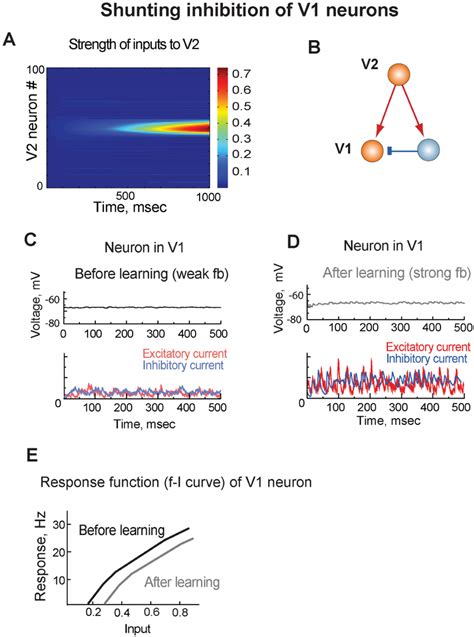 Shunting Inhibition Of V1 A With Learning Feedforward Connections Download Scientific