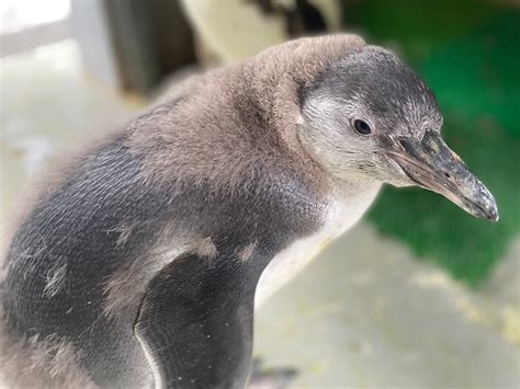 幼鳥の羽から成鳥の羽に生え換わる途中の和歌山城公園動物園のフンボルトペンギン「ハル」 和歌山経済新聞