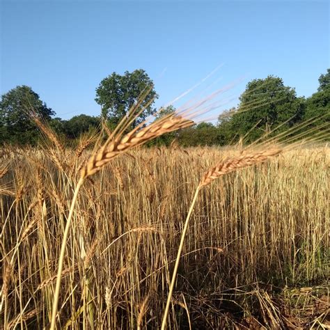 BioSelvatica Agricoltura Biologica Dai Campi Alla Tavola Sito Dell