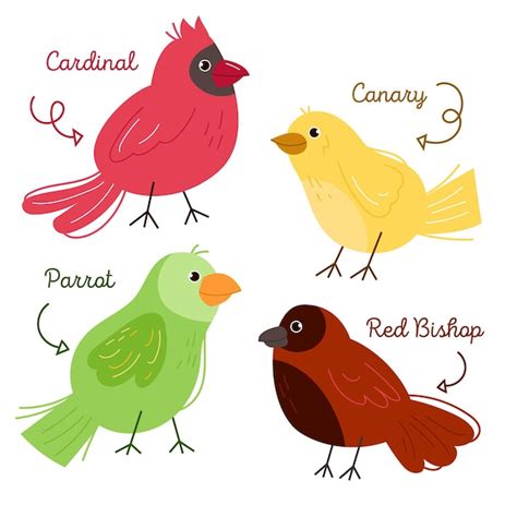 Tema De Dibujo De La Colecci N De Aves Vector Gratis