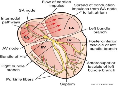 Flow Of The Electrical Conduction Of Heart Download Scientific Diagram