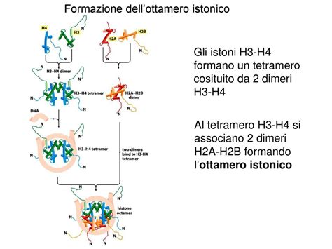 Il Dna Contiene Linformazione Genetica Ppt Scaricare