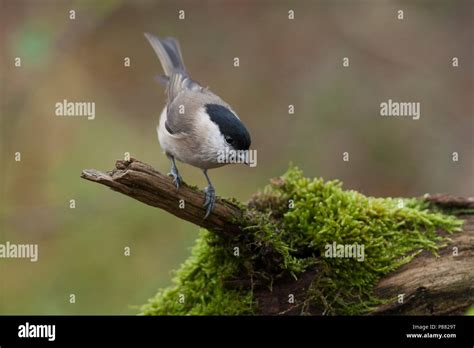 Marsh Tit Sumpfmeise Poecile Palustris Ssp Palustris Germany