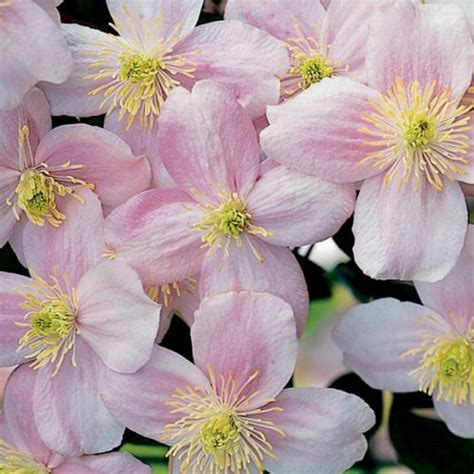 Clematis Montana PINK PERFECTION Plant Lovers Garden