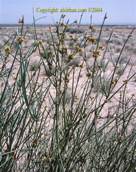 Ephedra Alata Alchetron The Free Social Encyclopedia