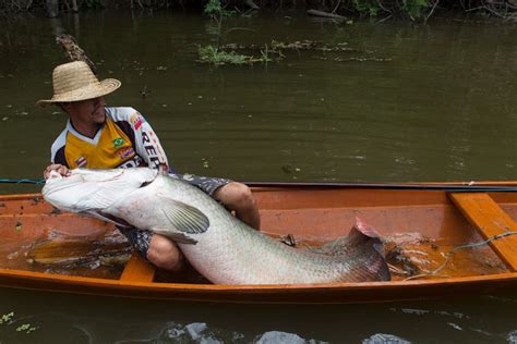 Manejo de pirarucu faz número de peixes aumentar em 33 na comunidade