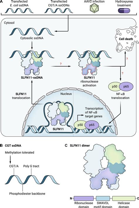 Waking The Sleeping Giant Single Stranded Dna Binds Schlafen 11 To Initiate Innate Immune