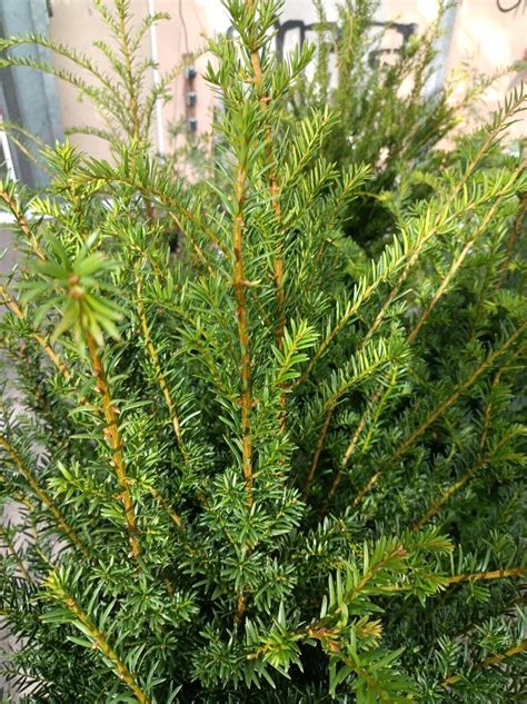 XXL Heimische Gewöhnlich Eibe Taxus baccata 150 180cm winterhart