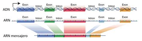 Explorando El Intrigante Mundo Del Adn Genotipia