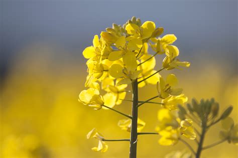 Wallpaper Rapeseed Kuning Canola Tanaman Sawi Moster Brassica