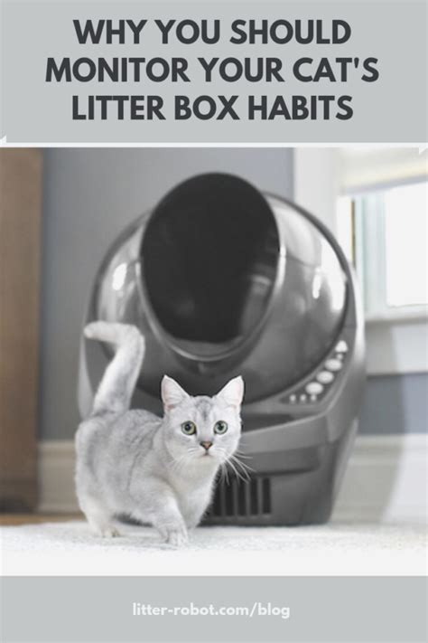 How Often Should Cats Pee? Why Monitor Cats' Litter Habits