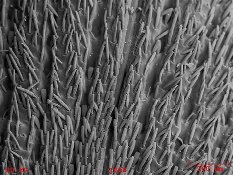 Sem Eds Services Insects Under The Scanning Electron Microscope