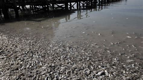 Miles De Sardinas Aparecen Muertas En La Costa Del Pac Fico Central