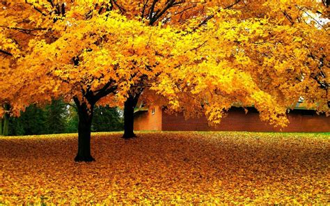 Golden Tree Wallpapers Top Free Golden Tree Backgrounds Wallpaperaccess