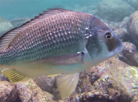 Yellowfin Bream Fishing Regulations Lures Behavior And Prime Locations