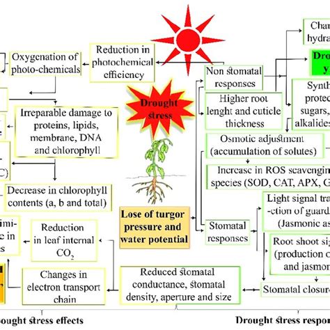 Overall pathways of drought stress effects and plant responses to ...