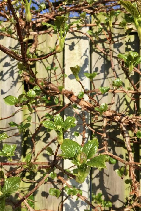 How & When To Deadhead & Prune Your Climbing Hydrangea