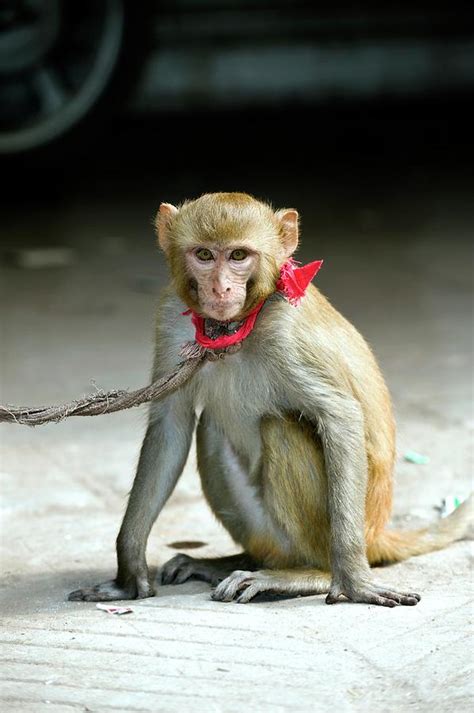 Pet Rhesus Macaque Photograph by Tony Camacho/science Photo Library ...