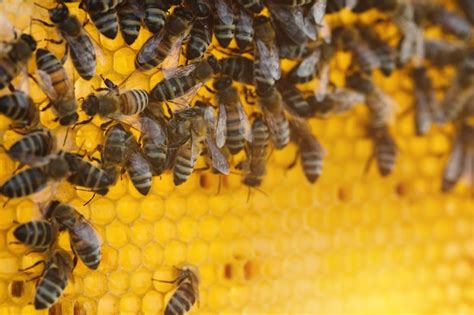 Premium Photo Bee Colony In Hive Macro Working Honey Bees Honeycomb