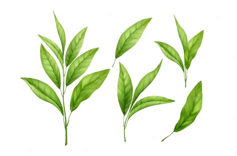 Green Tea Leaf Vector