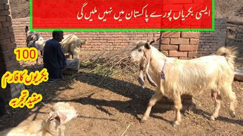 Dera Din Panah Goats Farm Goat Farming Business Planvlog Youtube