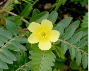 Tribulus-Terrestris-Side-Effects_03 - Eat The Weeds and other things, too