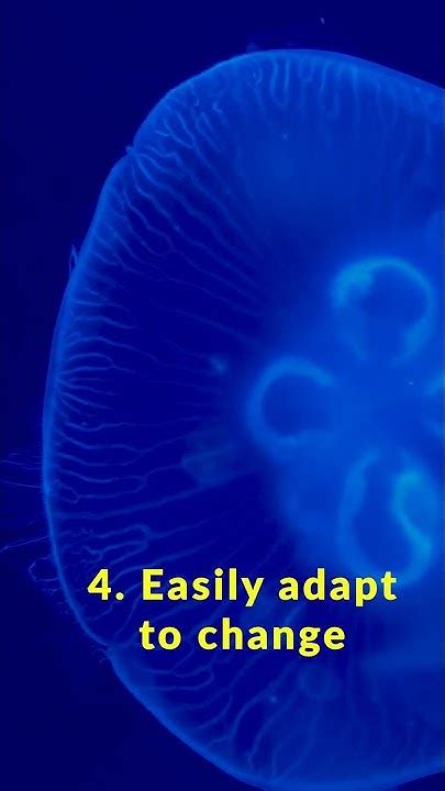 5 Facts About Moon Jellyfish Youtube