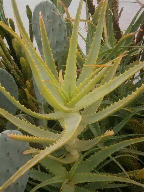 Aloe Arborescens Torch Aloe World Of Succulents Flowering