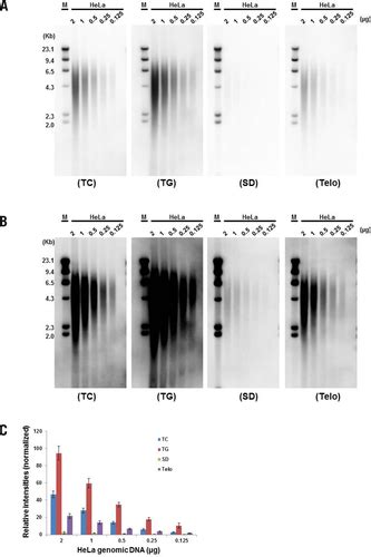 Full Article Generation Of Digoxigenin Incorporated Probes To Enhance