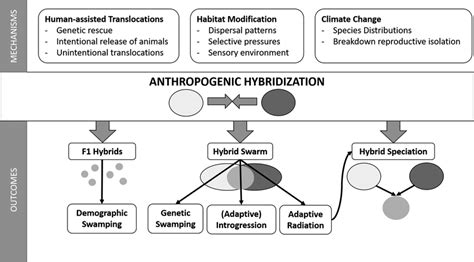 Mechanisms And Outcomes Of Anthropogenic Hybridization Mechanisms That