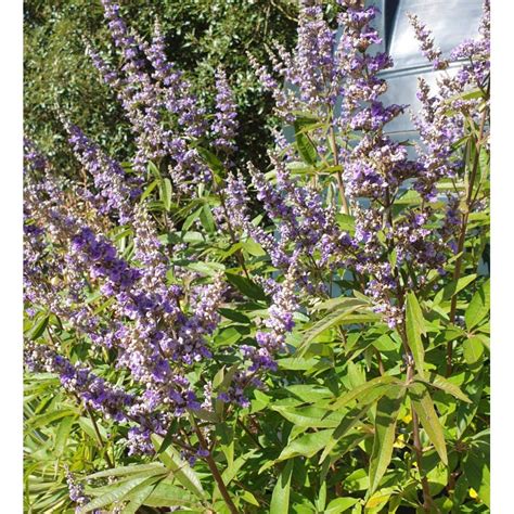 Vitex Agnus Castus