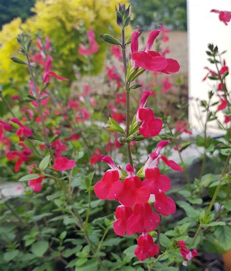 Salvia X Jamensis Hot Lips Well Established Salvia Proctors Nursery