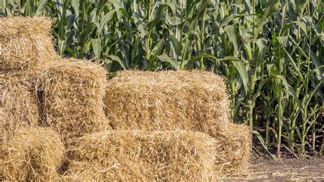 Top 10 Corn Farming FAQs Answered