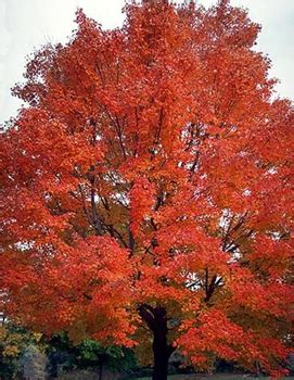 Autumn Flame Maple – Hoette Farms & Nursery