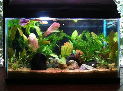 10 gallon community planted betta / catfish tank. As an 18-year-old this aquarium is the first ...