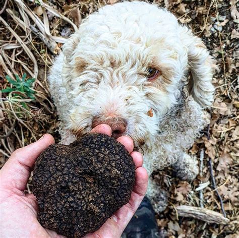 Truffle Hunting with Dogs | Modern Dog magazine