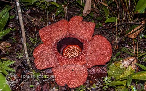 Get To Know The Incredible Borneo Big Flora Of Sabah Malaysian