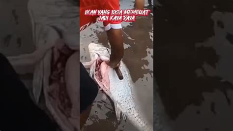 Ikan Yang Paling Mahal Di Dunia Gelembung Nya Bisa Ratusan Juta