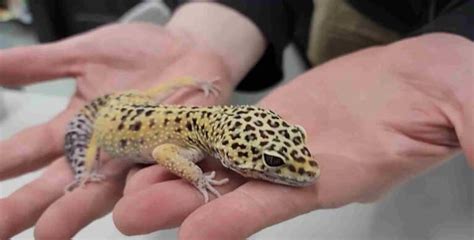 Leopard Gecko Prolapse Causes And Solutions