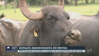 Jornal Da Eptv Edi O S O Carlos Araraquara B Falos V Timas De