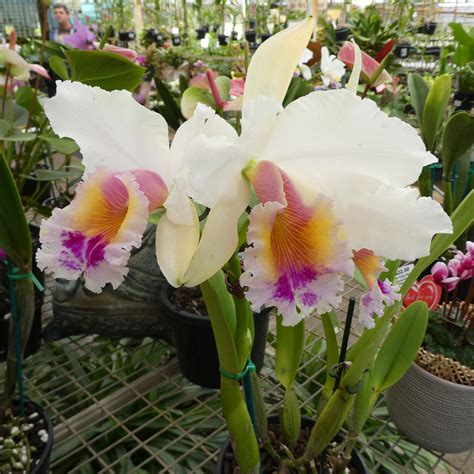 Blc George King Southern Cross X Cattleya Labiata Var S Flickr