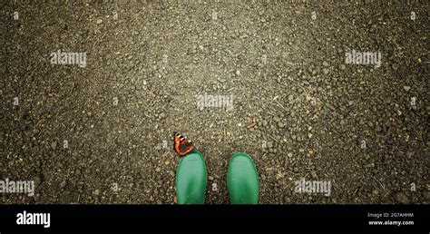 Butterfly in the garden Stock Photo - Alamy