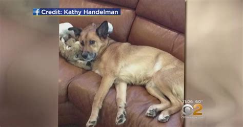 Cbs2 Exclusive Nj Couple Comes Home To Find Dog Dead Dog Sitter