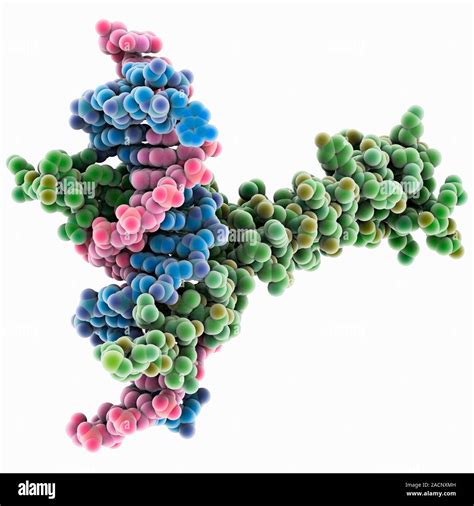 Transcription Factor Complexed With Dna Computer Model Showing The