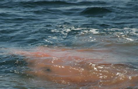 Ultra Gross Whale Poop Can Save The Earth