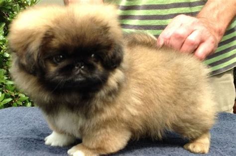 Brey Pekingese Pekingese Puppies For Sale Born On 05202020