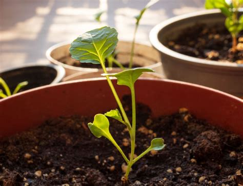 How To Grow Broccoli In Containers