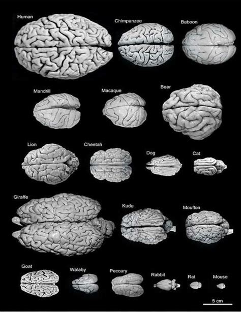 Anatomia Comparada Del Cerebro Fraii Udocz